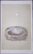 Rev Morris Siskin Bird Nest & Egg Antique Woodblock Engraving-7