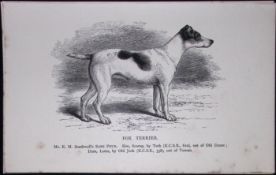 Fox Terrier British Dogs by Hugh Dalziel 1889 Antique Book Plate-54