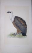 Griffin Vulture Bird- Rev Morris First Edition Antique Woodblock Engraving-1