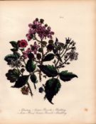 Rare 165-Yr-Old Antique Wildflower Gilt-Edged Illustration Jane Webb Loudon-32.