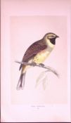Cirl Bunting Rev Morris First Edition Antique Woodblock Engraving-153