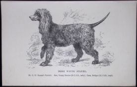 Irish Water Spaniel British Dogs by Hugh Dalziel 1889 Antique Book Plate-34