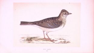 Sky Lark Rev Morris First Edition Antique Woodblock Engraving-146