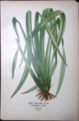 New Zealand Flax Edward Step Rare Antique Botanical Book Plate-267