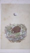 Rev Morris Greenfinch Bird Nest & Egg Antique Woodblock Engraving-1