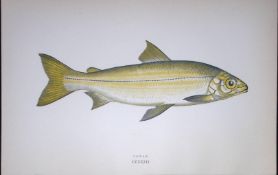 Powen Fish Scarce Antique 1877 J. Couch Woodblock Engraving-142