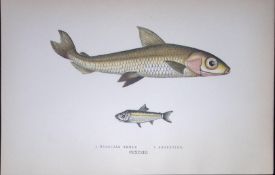 Hebridal & Argentine Smelt Fish Scarce Antique 1877 J. Couch Woodblock Engraving-143