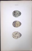 Arctic & Whiskered Tern Hewitson Antique Nests & Eggs of British Birds Print-107