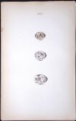 Black Headed Bunting William Hewitson Antique Nests & Eggs of British Birds Print-67