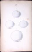 The Owl Family Breeds -William Hewitson Antique Nests & Eggs of British Birds Print-18