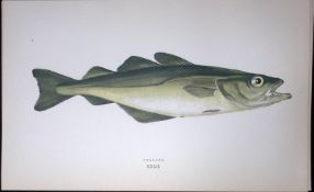 Pollack Fish Scarce Antique 1877 J. Couch Woodblock Engraving-83