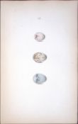 Green Linnet Family Species William Hewitson Antique Nests & Eggs of British Birds Print-61