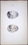 Black Guillemot Hewitson Antique Nests & Eggs of British Birds Print-114