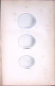 Moor Buzzard -William Hewitson Antique Nests & Eggs of British Birds Print-16