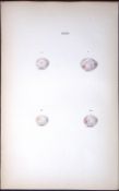 Great Titmouse William Hewitson Antique Nests & Eggs of British Birds Print-74