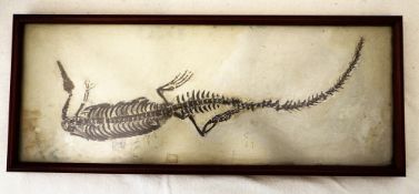 Fossil Mesosaurus Complete Skeleton From Brazil 278 m.y.o.