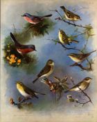 Thorburn Antique Scarce Large Bird Lithograph Wren, Warbler, Chaff-6.