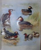 Archibald Thorburn Antique Scarce Bird Chromolithograph The Grebe Family-78