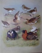 Thorburn Antique Scarce Bird Chromolithograph The Sandpiper Family-67