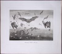 Job-Lot J.G. Millais Rare Limited-Edition The Bat Family Antique Prints-6
