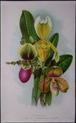 Cypripediums Orchids Antique Edwardian Robert Thompson Print-18