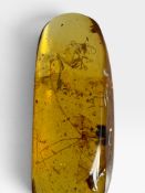 A HARVESTMAN AND FLYING INSECT FOSSIL IN AMBER