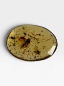 A WINGED INSECT FOSSIL IN AMBER