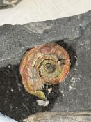 FOSSIL IRRIDESCENT AMMONITES