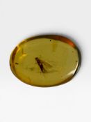 A FLYING INSECT FOSSIL IN AMBER