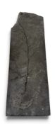 A LARGE FOSSIL LEAF