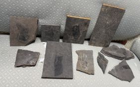 A COLLECTION OF FOSSILS TO INCLUDE FISH, PLANT MATTER