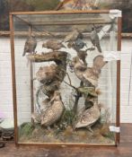AN EARLY 20TH CENTURY CASE OF TAXIDERMY BIRDS, INCLUDING TWO EXTINCT HEATH HENS