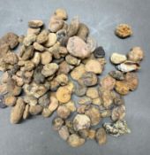 A small collection of fossils and other stories