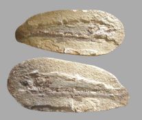 Fossil/Versteinerung eines Fischs, 27 x 12 x 8 cm.