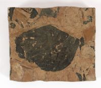 Versteinertes Blatt, ca. 12-15 Mio. Jahre alt