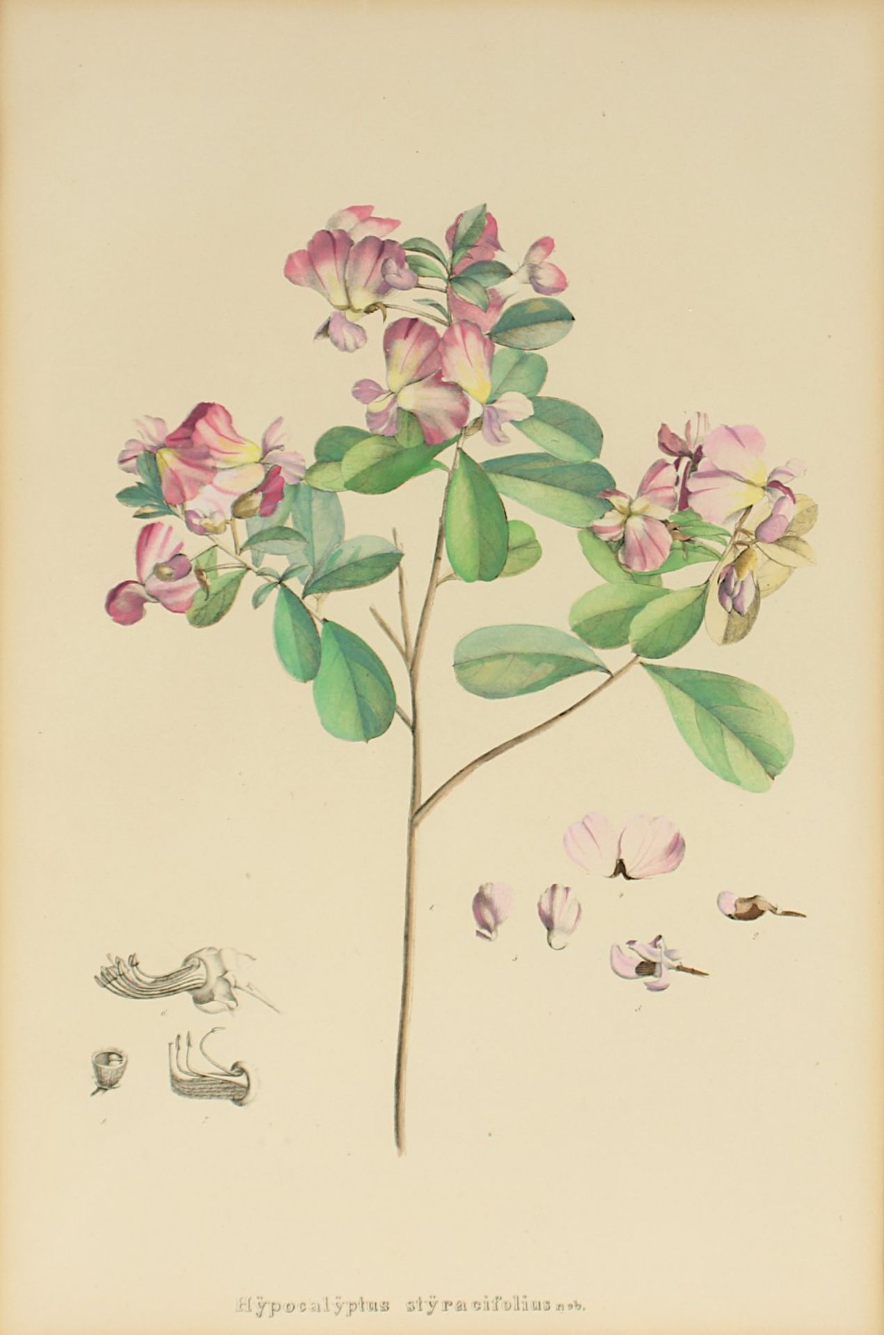 zwei Pflanzen, A.19.Jh., R. - Bild 3 aus 3