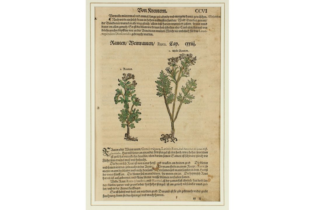 vier Kräuterdarstellungen, R. - Bild 5 aus 5