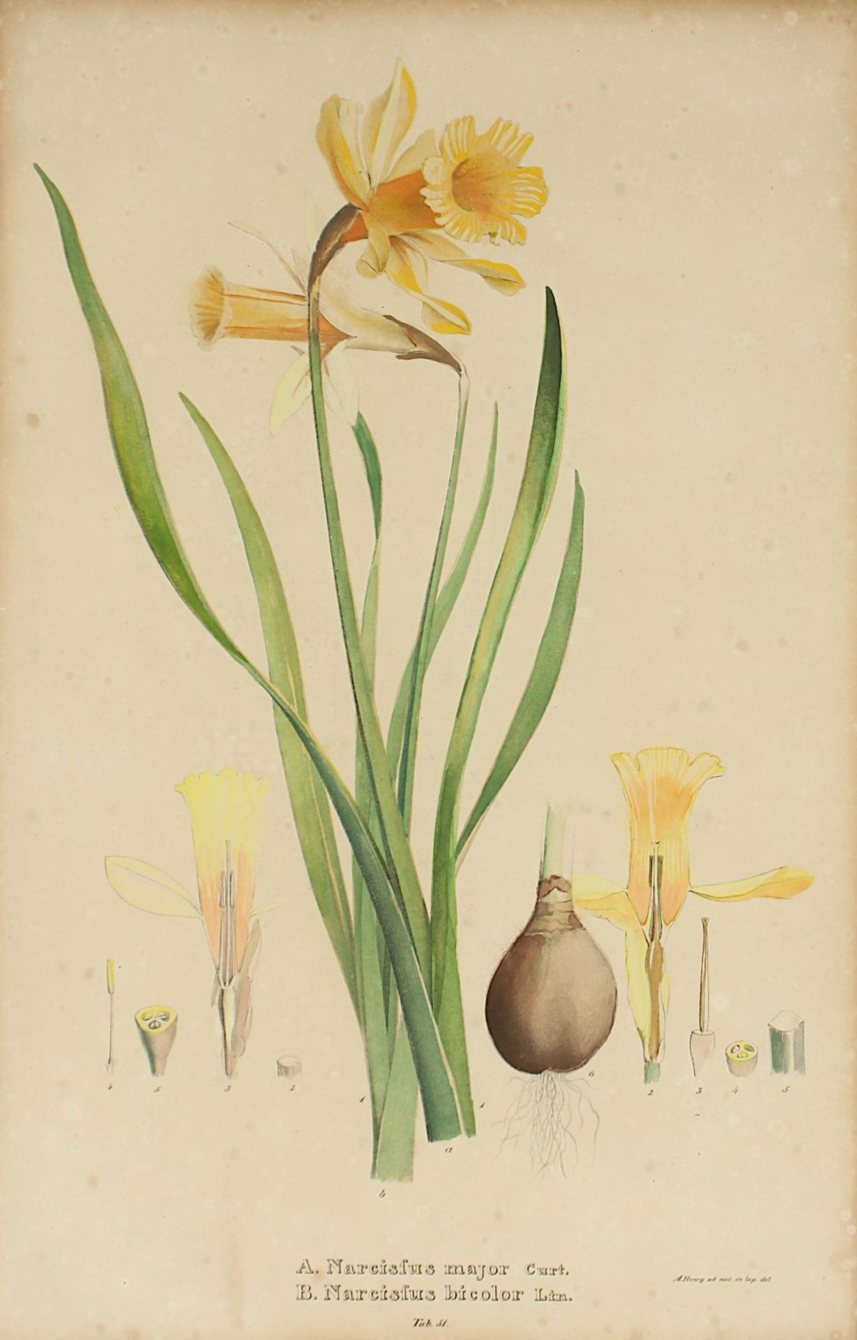 zwei Pflanzen, A.19.Jh., R. - Bild 2 aus 3