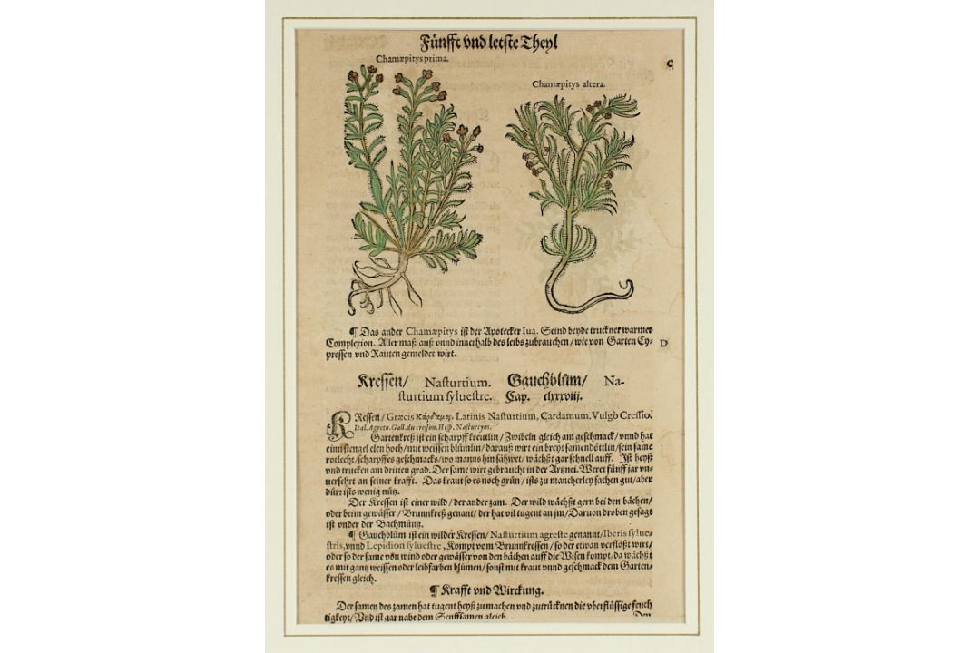 vier Kräuterdarstellungen, R. - Bild 4 aus 5