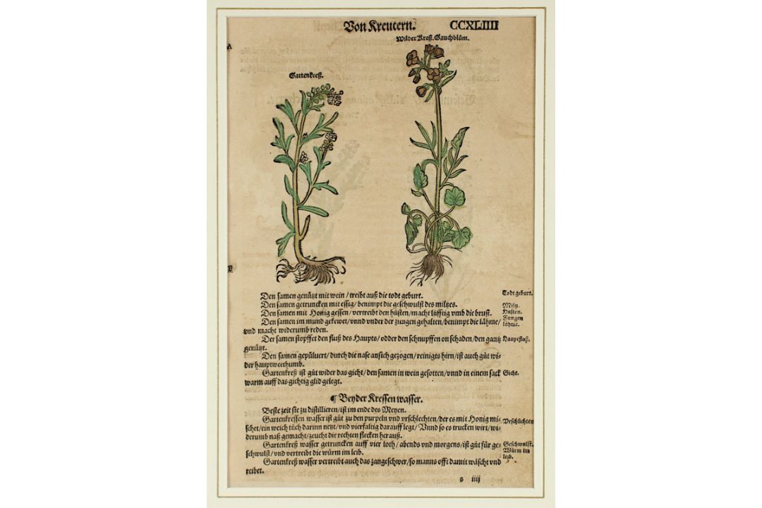vier Kräuterdarstellungen, R. - Bild 2 aus 5