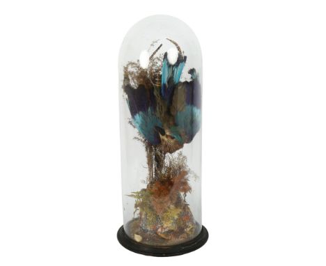 TAXIDERMY - a European roller on naturalistic plinth, under a glass dome, 52cm overall 