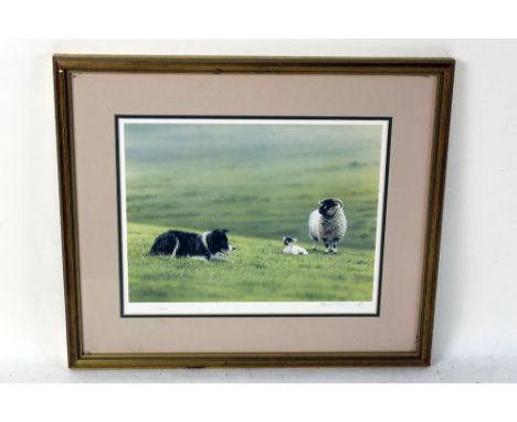 Steven Townsend, a signed limited edition print of sheep and collie dog.  No. 202/250, 23 x 30 cm, framed and mounted.