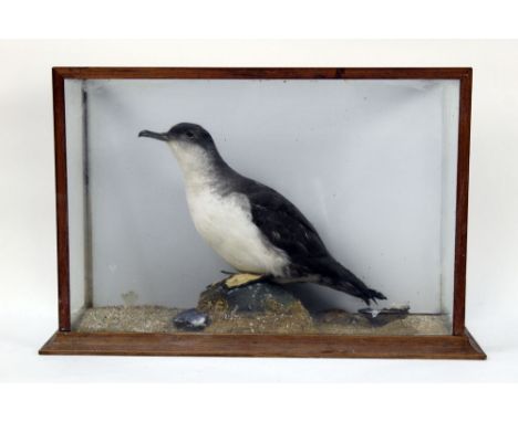 Taxidermy - a Manx Shearwater (Puffinus Puffinus), mounted sitting on a rock with muscle shells, sand etc. housed in a four s