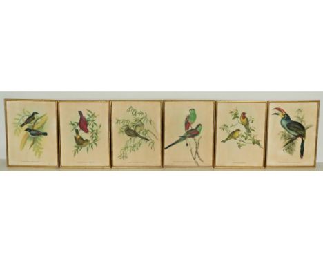 After John GouldA set of 12 coloured Bird Prints, in matching gilt frames. (12) 