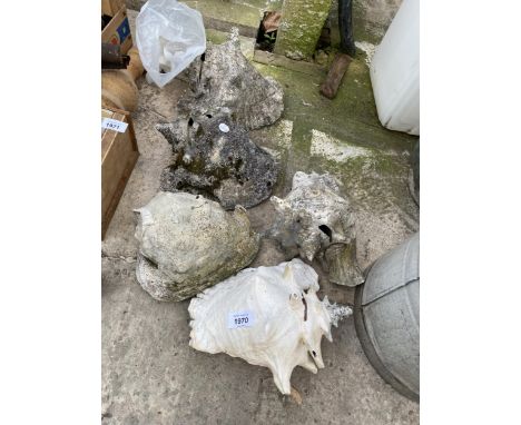 FIVE LARGE CONCHE SHELLS