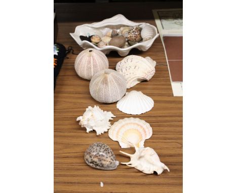 A QUANTITY OF SMALL AND LARGE SHELLS