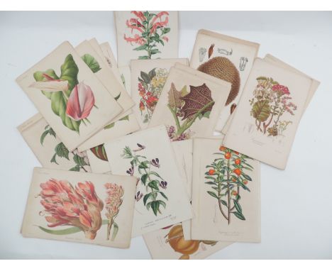 Quantity of botanical studies, chromolithographic prints from various publications, 26cm x 17.5cm (Please note condition does