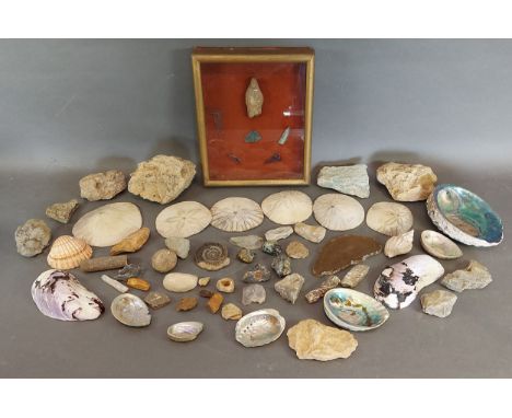An Ammonite fossil together with similar items to include shells, stones and early artefacts