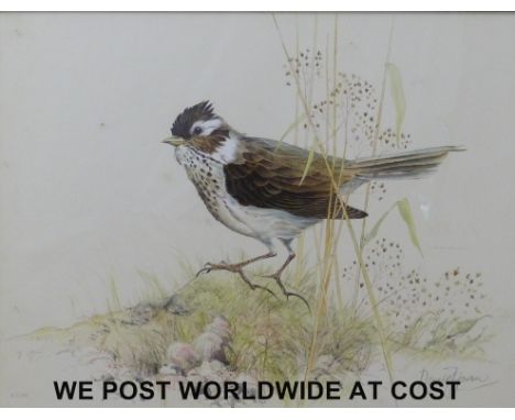 Ronald Bevan signed print of a skylark (34 x 46cm)