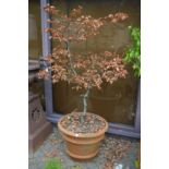 A large faux terracotta plant pot containing a small tree.